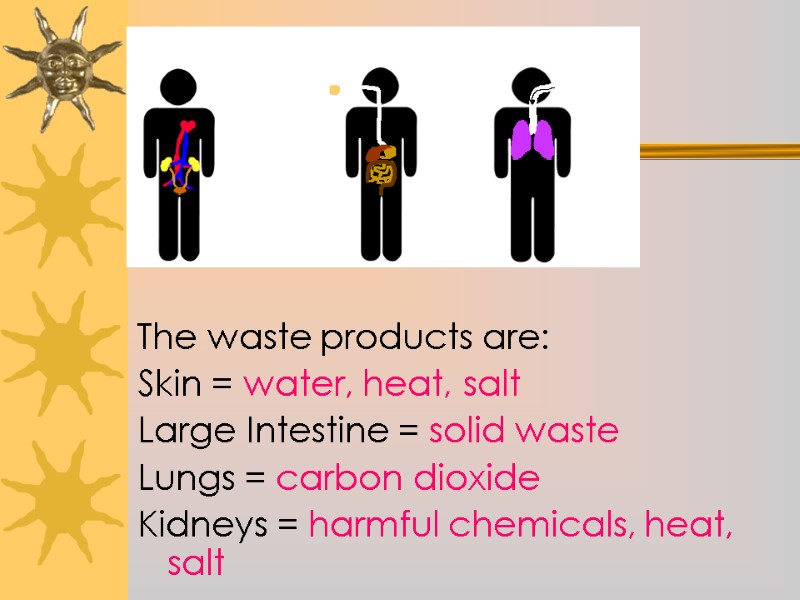 The waste products are: Skin = water, heat, salt Large Intestine = solid waste